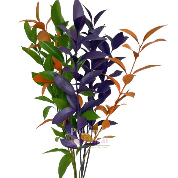 Israeli Ruscus Painted Halloween Hocus Pocus Potomac Floral Wholesale